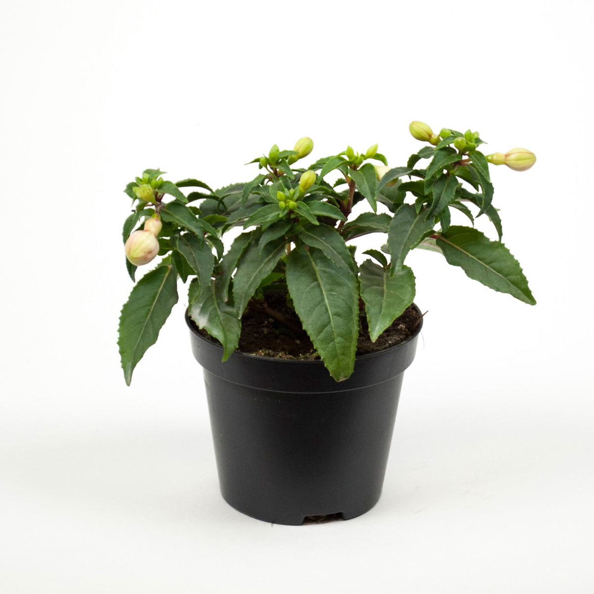 3x Double-flowered Fuchsia 'Lena' + 'Dark Eyes' + 'Swingtime' purple-red-pink