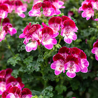 3x Geraniums Pelargonium 'Tip Top Duet' red-pink-white