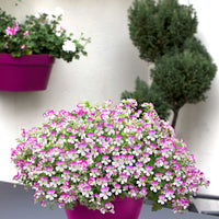 3x Geraniums Pelargonium 'Mosquitaway Louise' white-pink