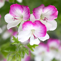 3x Geraniums Pelargonium 'Mosquitaway Louise' white-pink