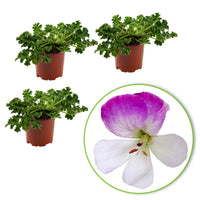 3x Geraniums Pelargonium 'Mosquitaway Louise' white-pink