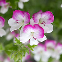 3x Geraniums Pelargonium 'Mosquitaway Louise' white-pink