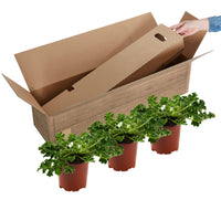 3x Geraniums Pelargonium 'Mosquitaway Louise' white-pink