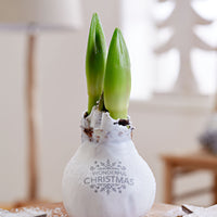 Amaryllis 'Wonderful X-mas' White