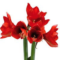 Amaryllis 'Wonderful X-mas' White