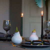 Amaryllis 'Wonderful X-mas' White