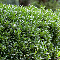 Sarcococca  confusa Yellow-White - Hardy plant