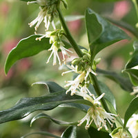 Sarcococca  confusa Yellow-White - Hardy plant