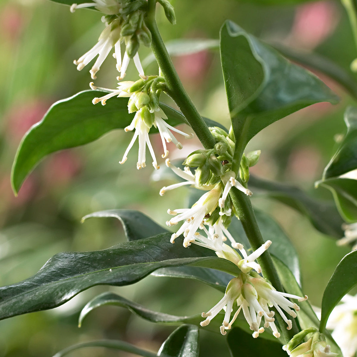 Sarcococca  confusa Yellow-White - Hardy plant