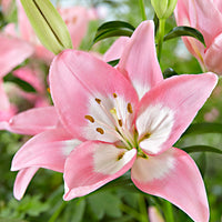 Lilies Lilium 'Levi' pink