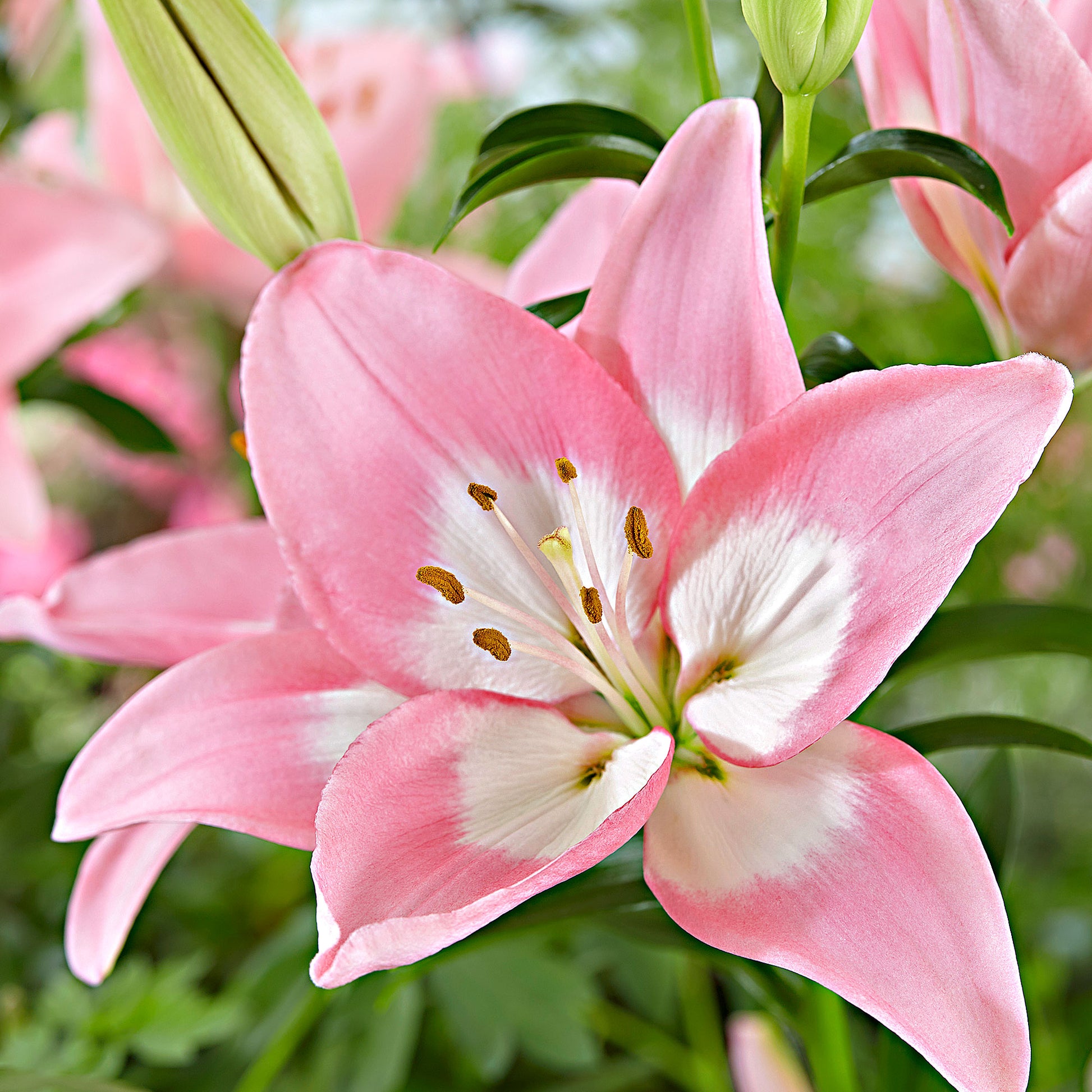 asiatic lily levi Lilies Lilium 'Levi' pink