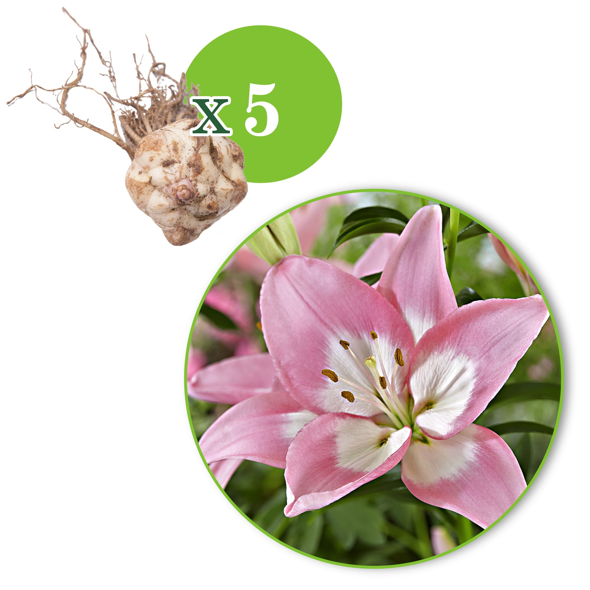 levi asiatic lily Buy Lilies Lilium 'Levi' pink