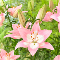 Lilies Lilium 'Levi' pink