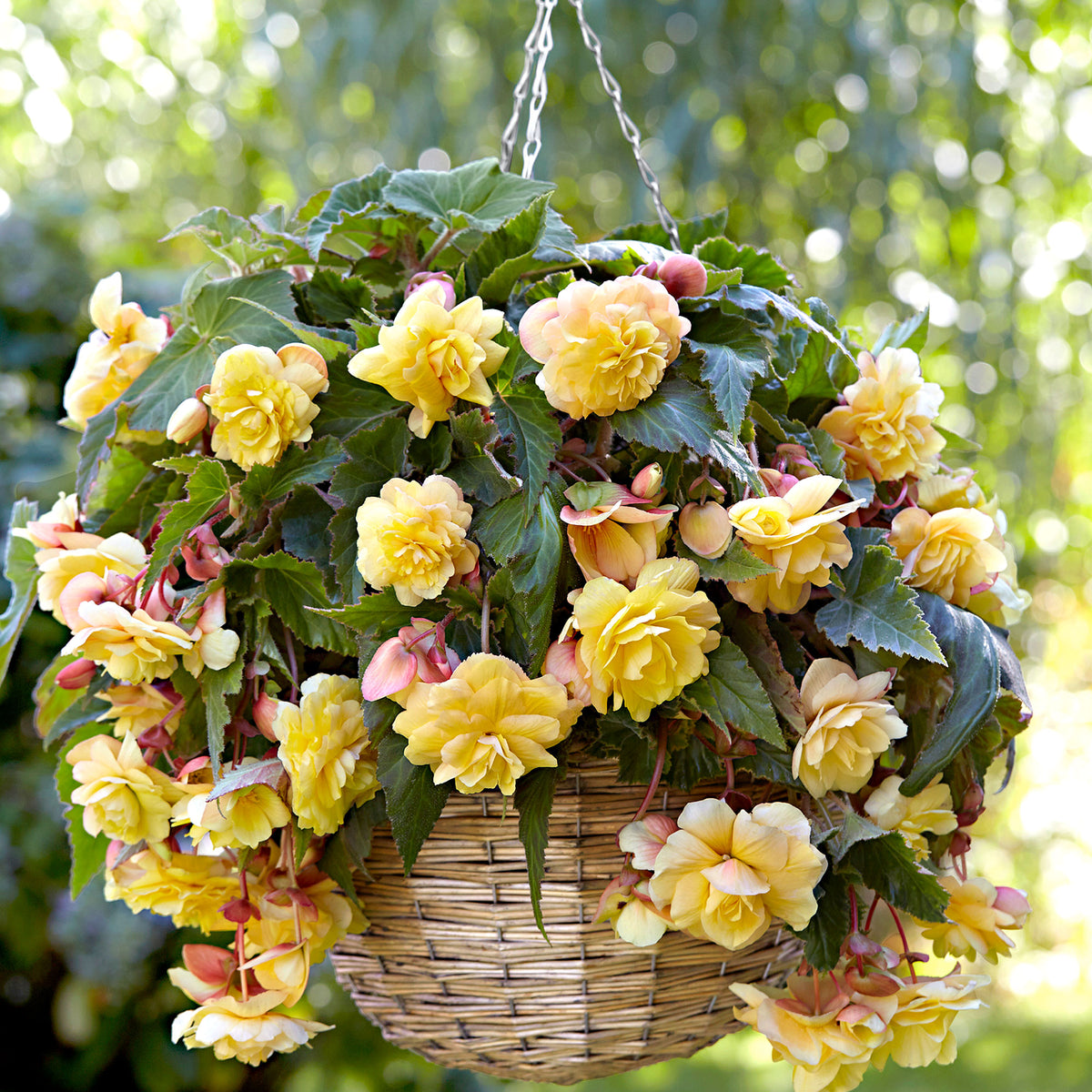 5x Begonia 'Sunny Dream' yellow