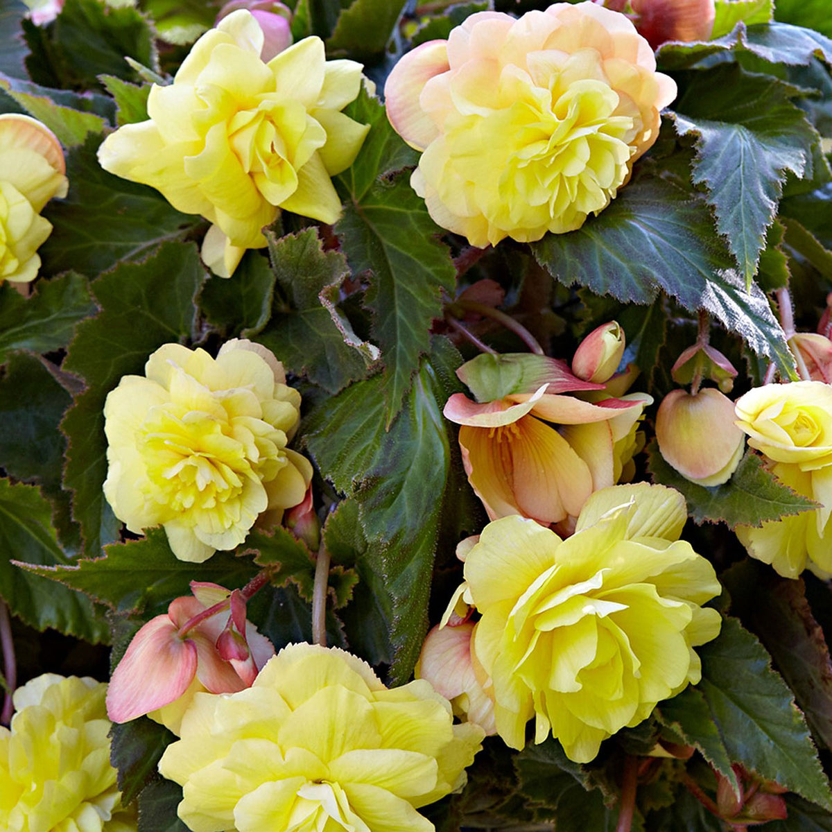 5x Begonia 'Sunny Dream' yellow