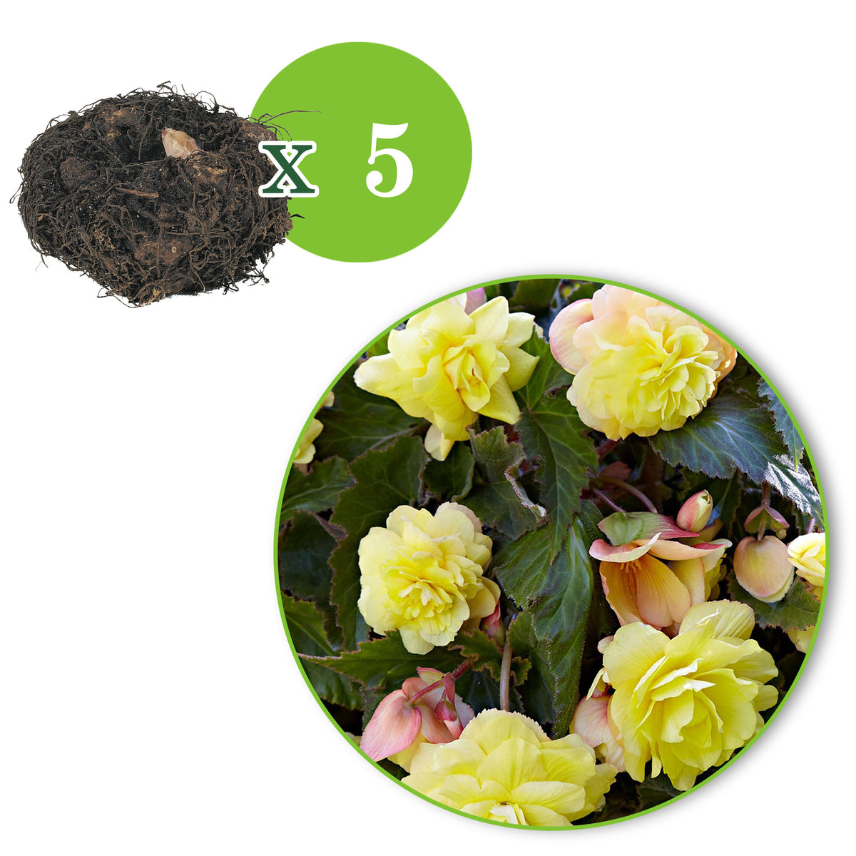 5x Begonia 'Sunny Dream' yellow