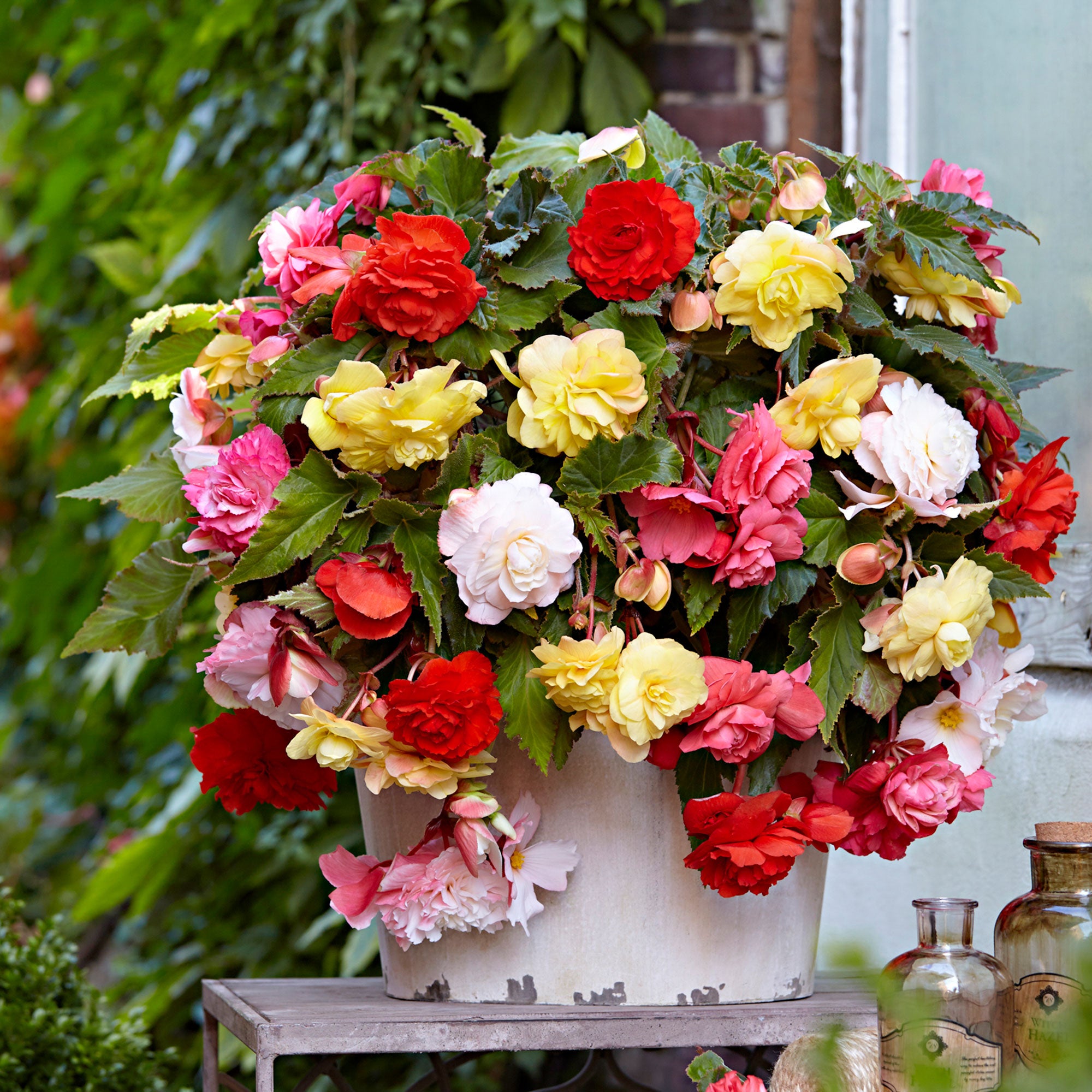 専用おまとめ　Begonia 5点 43532-10-BAKIE.jpg?v=