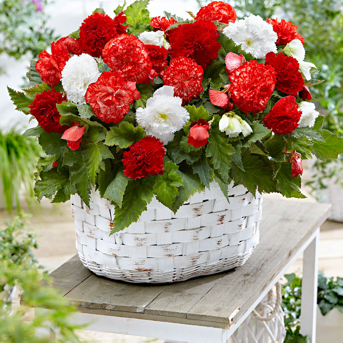 Begonia - Mix 'Mambo' red-white