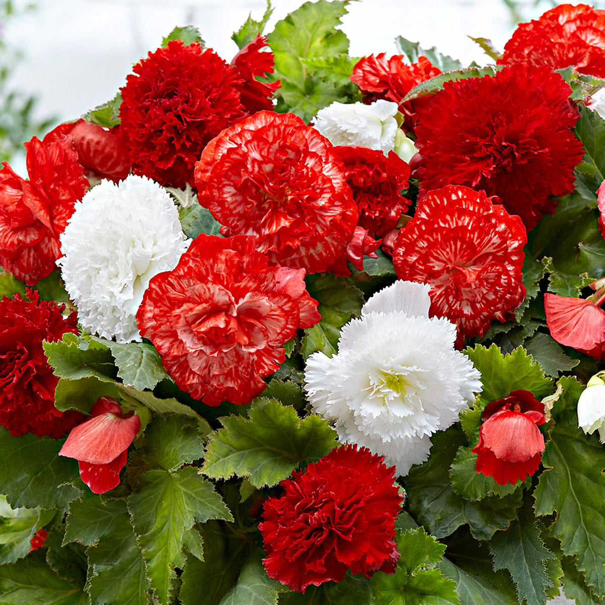 Begonia - Mix 'Mambo' red-white