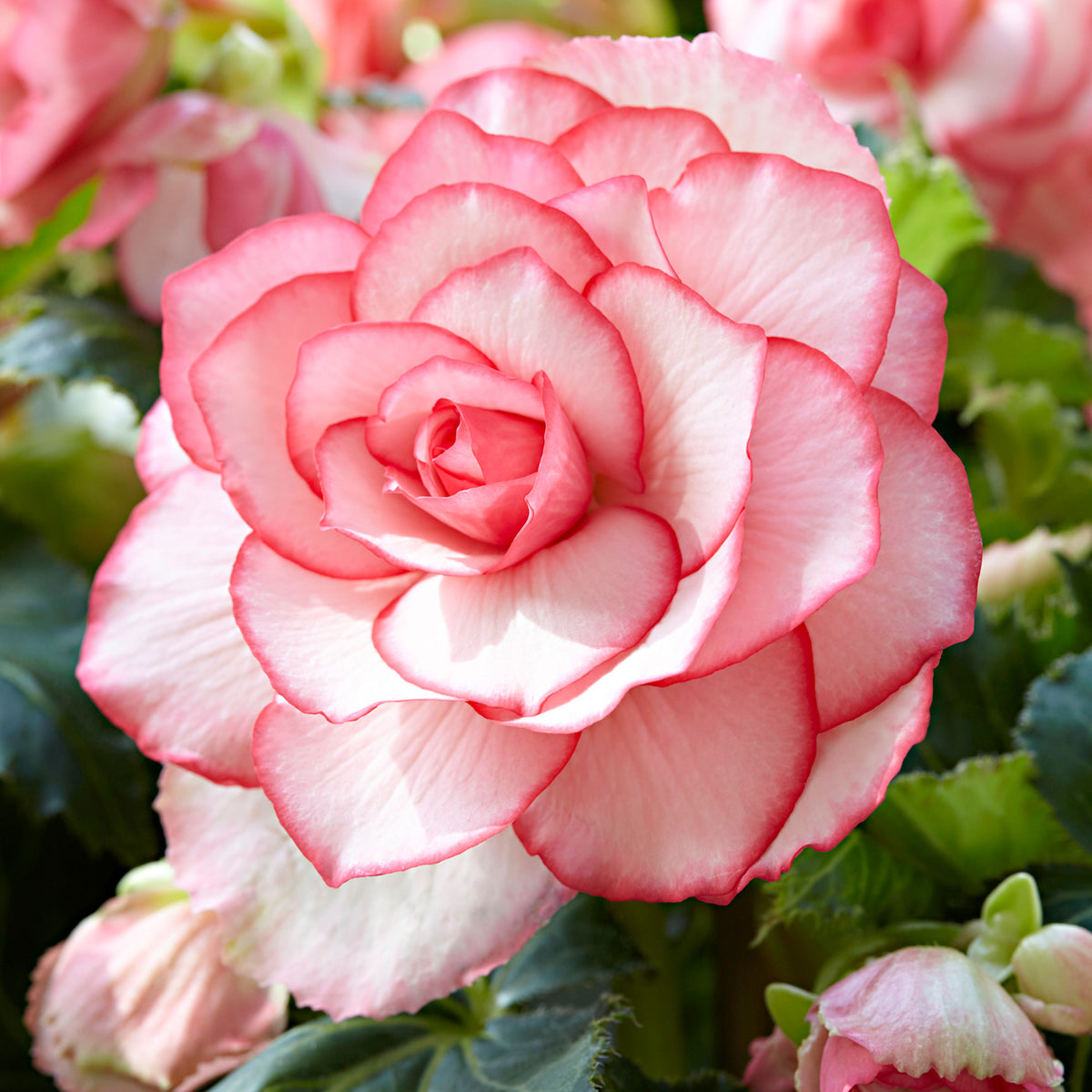 5x Double begonia 'Bouton de Rose' pink