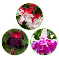 3x Double-flowered Fuchsia 'Bella Rosella' + 'Blue Angel' + 'New Millenium' pink-purple-white