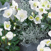 3x Christmas rose Helleborus 'Christmas Carol' white with green decorative bowl