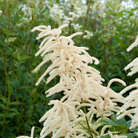 3x Goat's Beard, White - Bare-rooted - Hardy plant