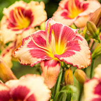 3x Hemerocallis 'Pink Sensation' salmon pink-yellow - Bare rooted - Hardy plant