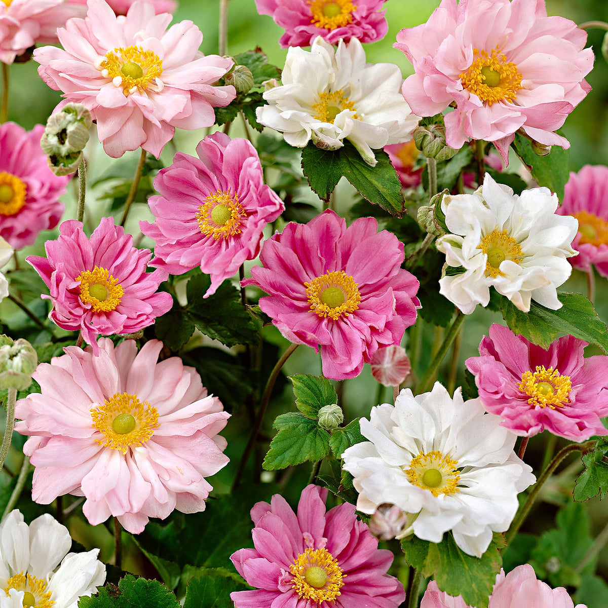 3x Autumn anemone Anemone hupehensis red-pink-white - Bare rooted - Hardy plant