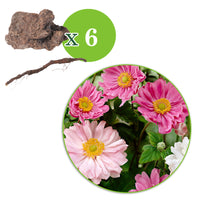 3x Autumn anemone Anemone hupehensis red-pink-white - Bare rooted - Hardy plant