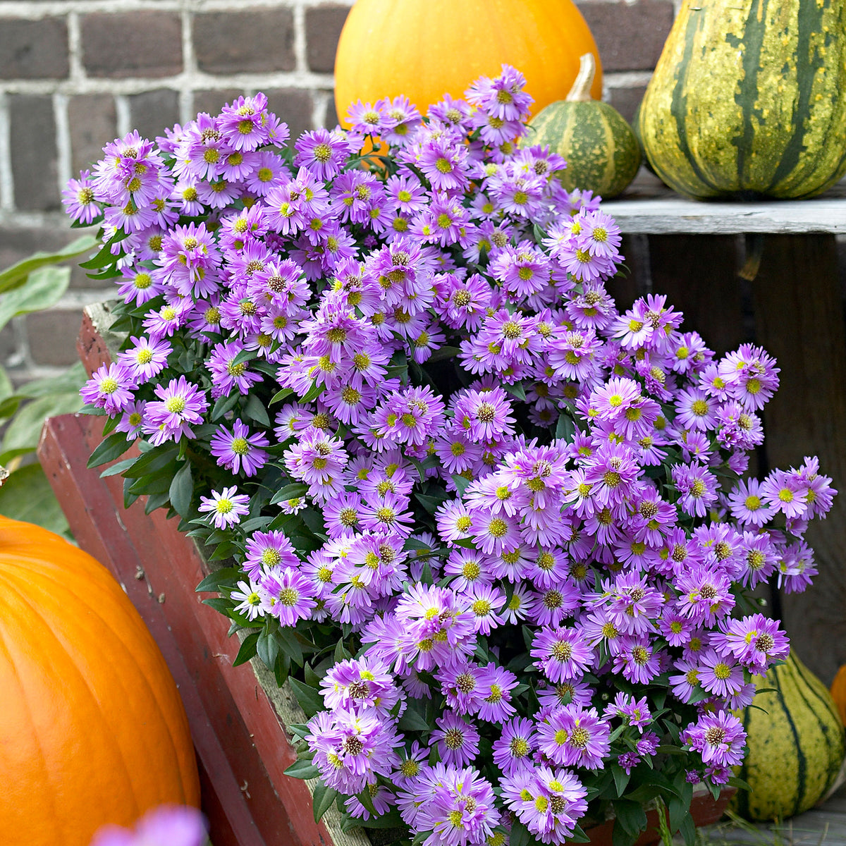 3x New England Aster "Purple Dome", Purple - Bare-rooted - Hardy plant