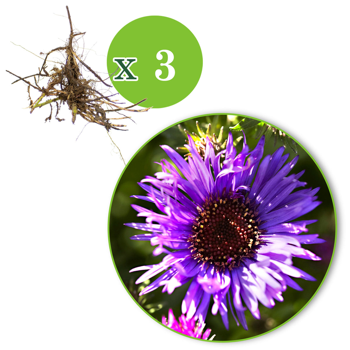 3x New England Aster "Purple Dome", Purple - Bare-rooted - Hardy plant