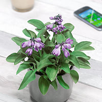 3 Hosta 'Blue Mouse Ears' Blue-Green-Purple - Bare rooted - Hardy plant