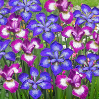 3x Siberian iris - Mix 'Star' - Bare rooted - Hardy plant