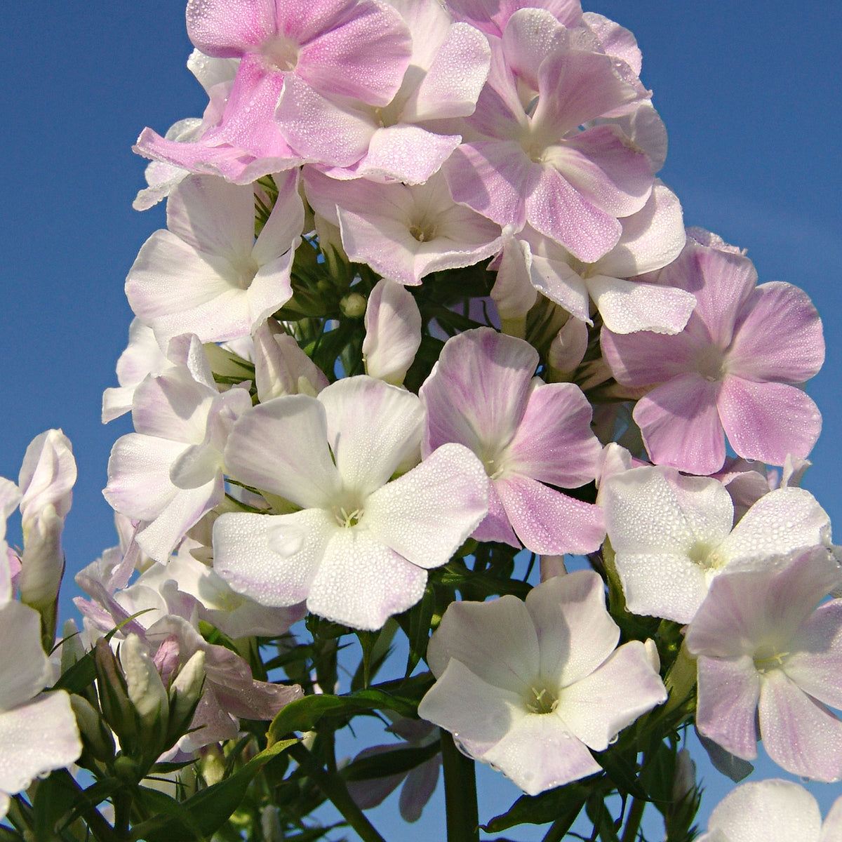 3x Phlox 'Cool Water' white-pink - Bare rooted