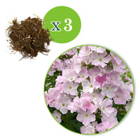 3x Phlox 'Cool Water' white-pink - Bare rooted