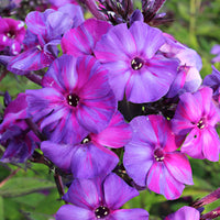 3x Phlox Phlox 'Autumn Joy' purple - Bare rooted - Hardy plant