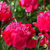 Peonies 'Red Spider' pink - Bare rooted - Hardy plant