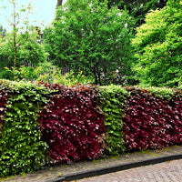 12x Beech hedge Fagus green-red - Bare rooted - Hardy plant