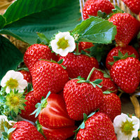 10x Strawberry Fragaria 'Salsa' red - Bare rooted