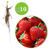 10x Strawberry Fragaria 'Salsa' red - Bare rooted