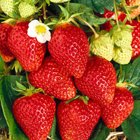 10x Strawberry Fragaria 'Lambada' red - Bare rooted