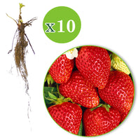 10x Strawberry Fragaria 'Lambada' red - Bare rooted