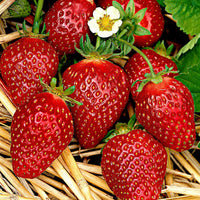 10x Strawberry Fragaria 'Korona' red - Bare rooted