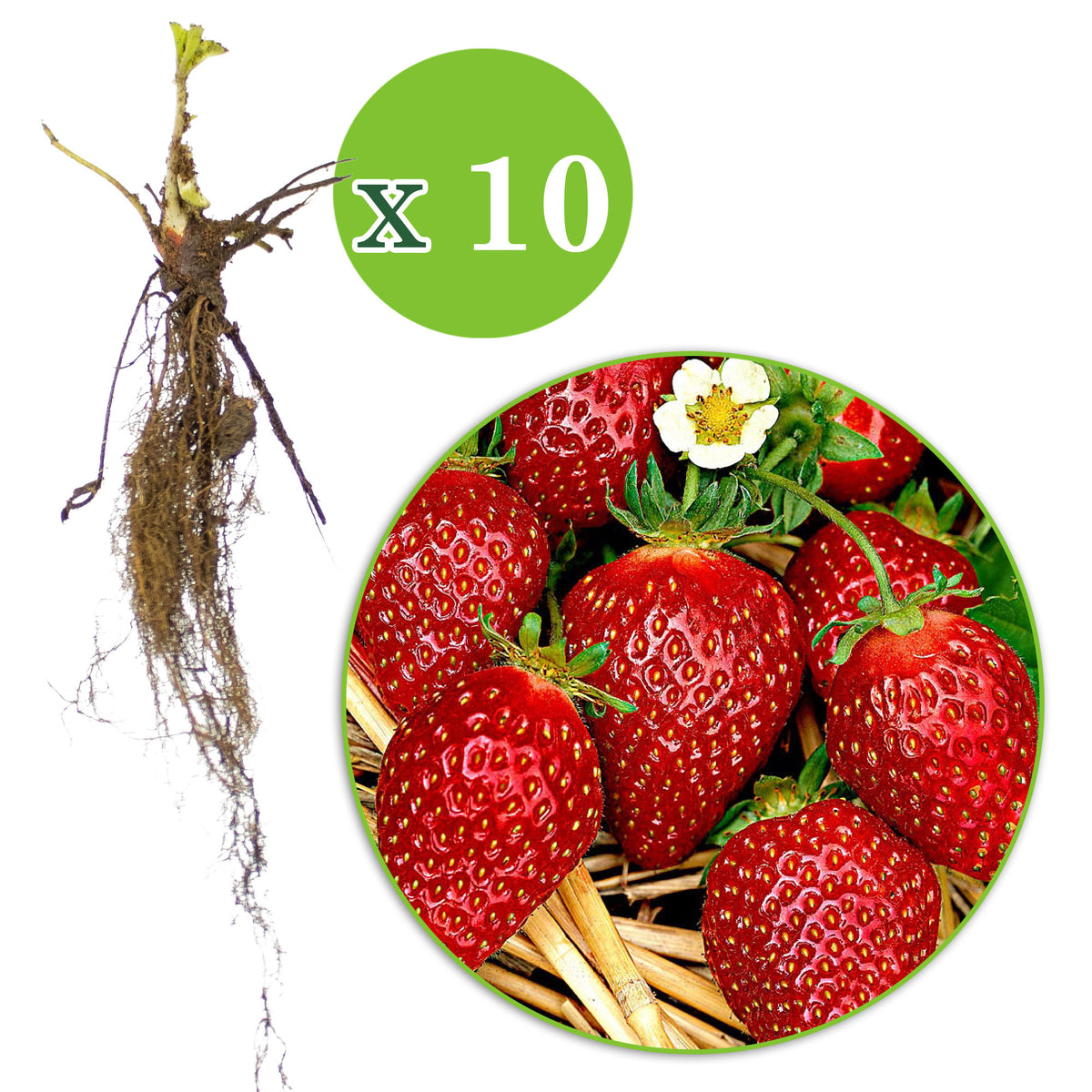 10x Strawberry Fragaria 'Korona' red - Bare rooted