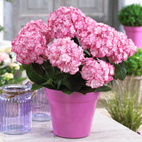 Bigleaf hydrangea Hydrangea 'Miss Saori'® Pink - Hardy plant