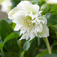 Christmas rose Helleborus 'Double Ellen' White - Hardy plant