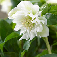 Christmas rose Helleborus 'Double Ellen' White - Hardy plant incl. decorative pot