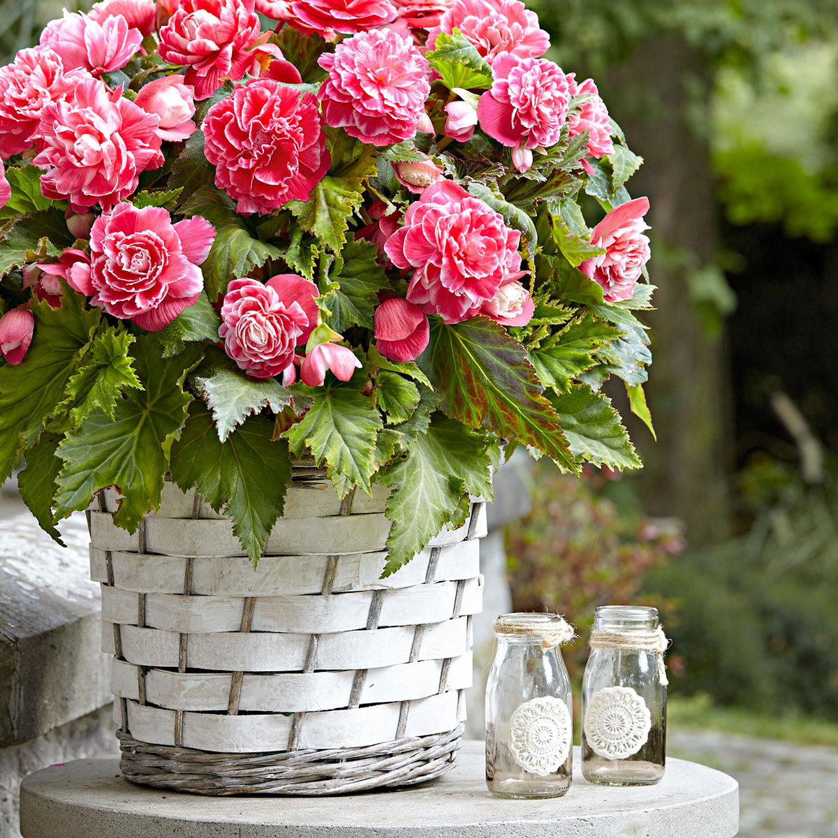 5x Double begonia 'Camelia' pink