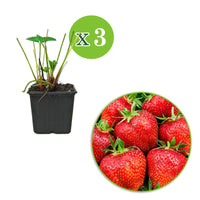 3x Strawberry Fragaria 'Summer Breeze Rose' - Organic in a pot